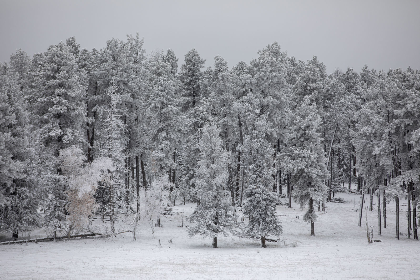 Autumn snow